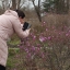 Сахалинцы любят делиться фото цветущих рододендронов
