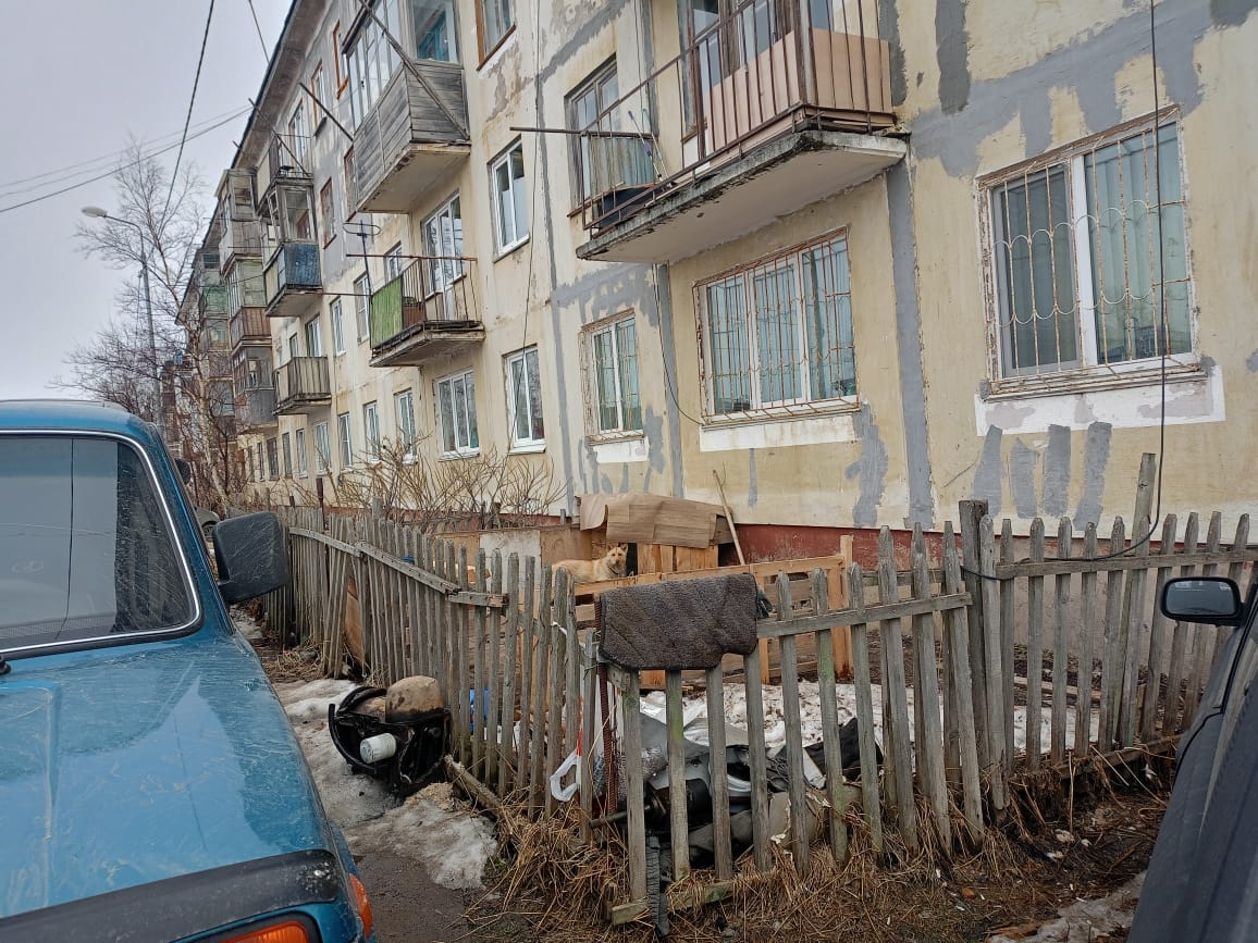 Жители Охи поселили собак под окнами многоквартирного дома – соседи недовольны