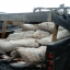 Деятельность двух браконьерских групп пресекли сахалинские пограничники 1
