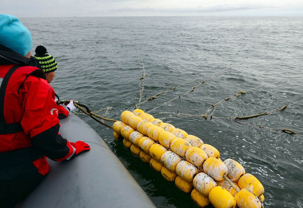 Сахалинские волонтеры обнаружили остатки ставных неводов в месте кормления серых китов на севере острова