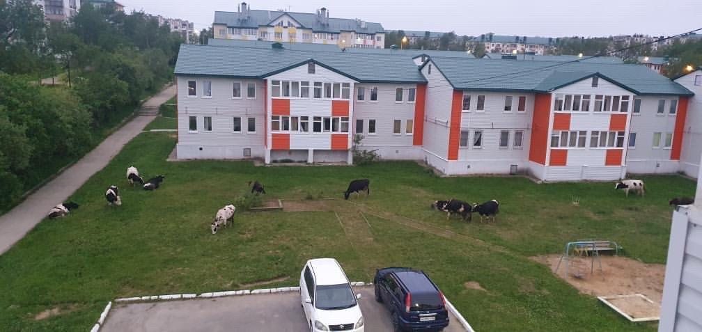 Администрация Охи и депутаты будут устраивать рейды из-за коров в городе