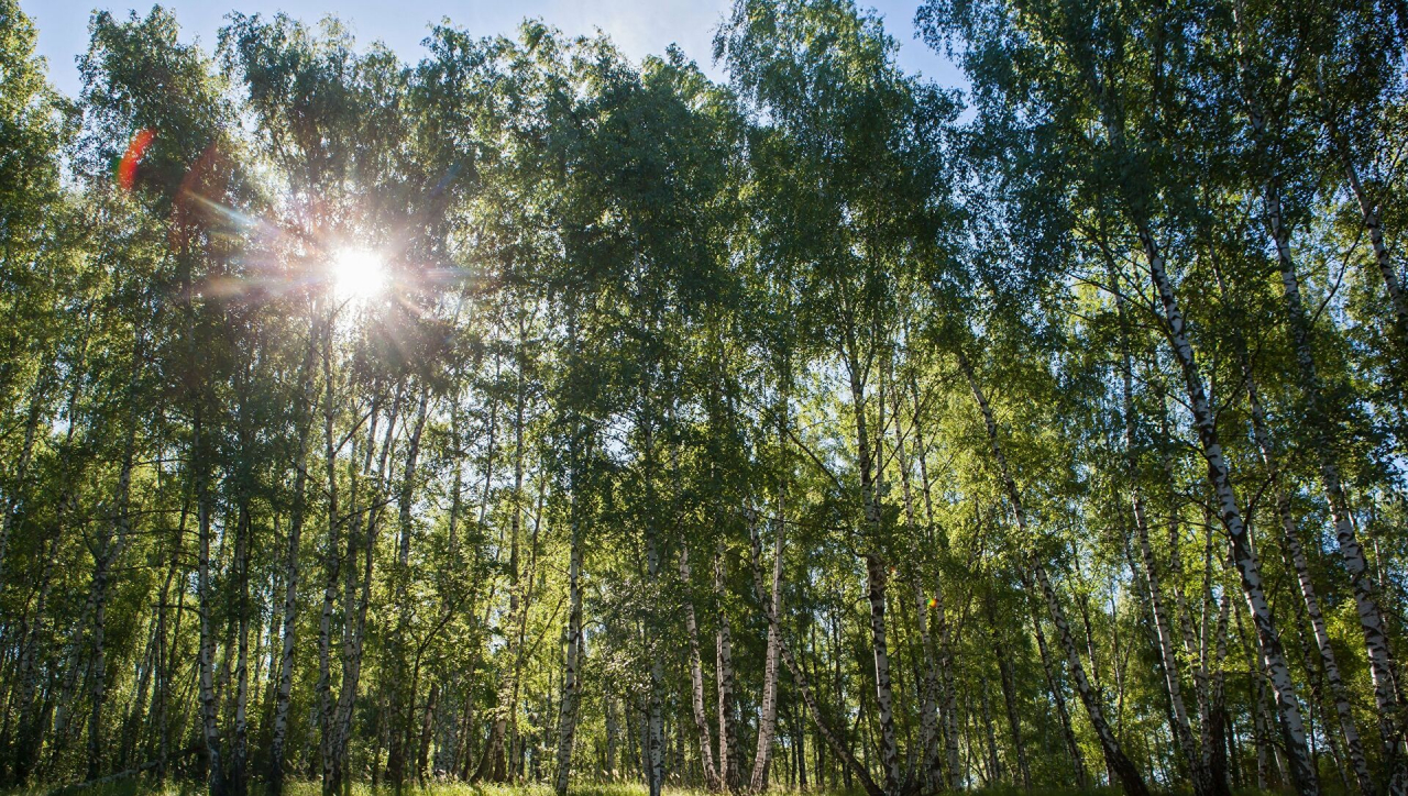 В Охинском и еще восьми районах жителям ограничили доступ в леса