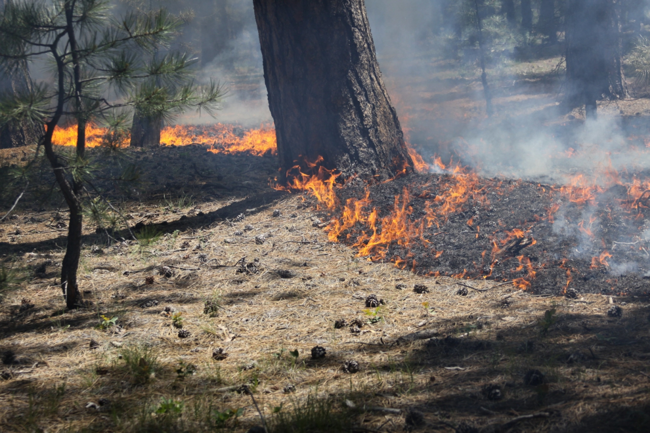 В Охинском районе снова горит лес