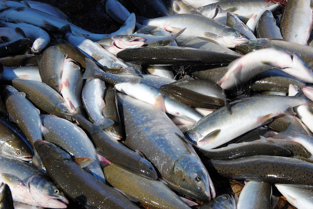 С начала путины на Сахалине и Курилах добыто более 32 тысяч тонн лососей