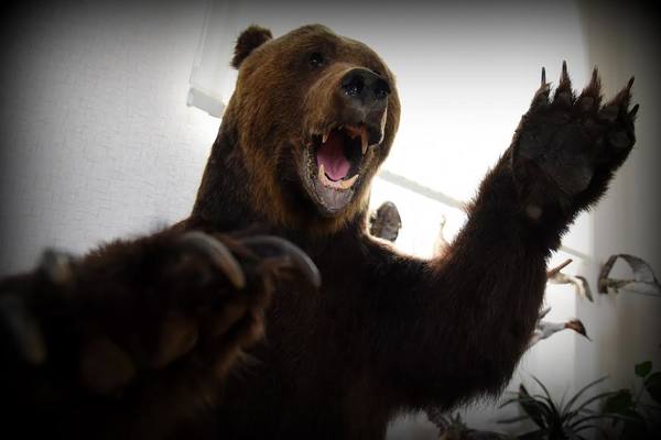 Сахалинский охотник погиб от лап медведя