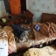 Конфликт вокруг запертой в квартире собаки разгорелся в Охе 14