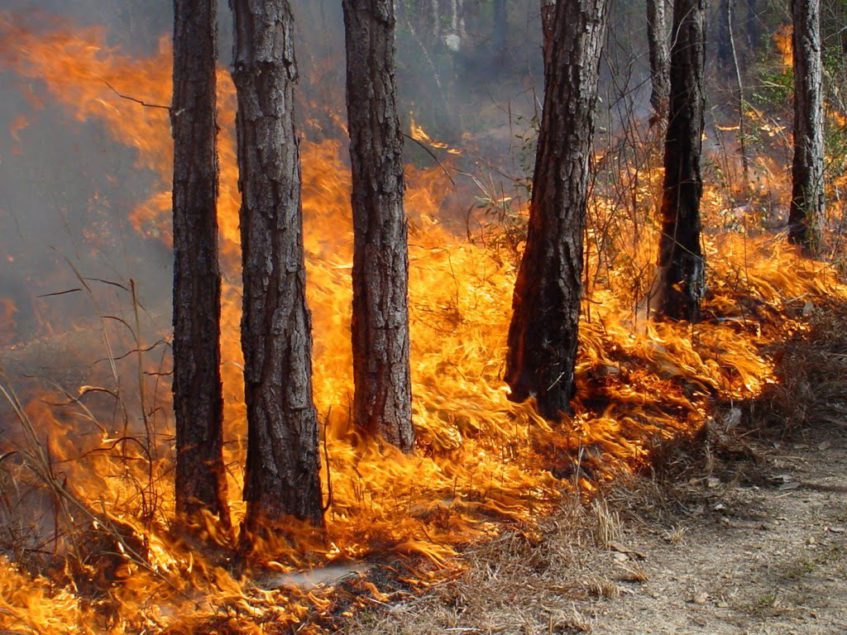 В Охинском районе горят 42 гектара леса
