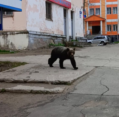Навел суету: жителей Охи шокировал гуляющий по городу медведь