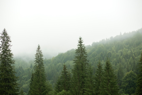 Женщина погибла после нападения медведя около Лагурей