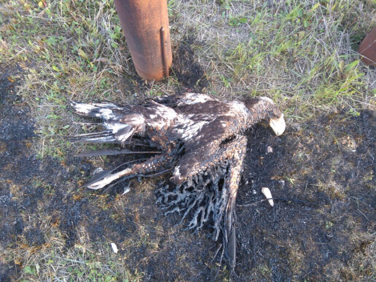 Причиной аварии на водонасосной станции озера Медвежье стал краснокнижный орлан