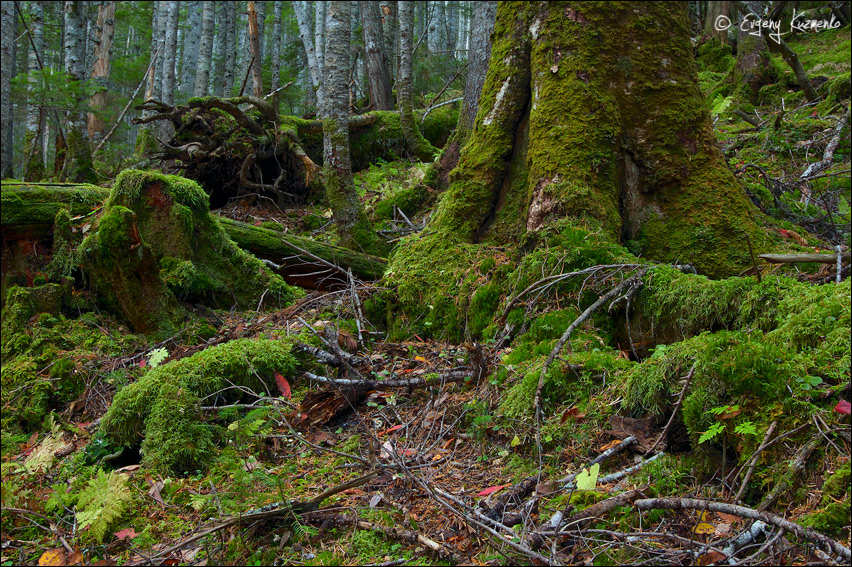 Минлесхоз временно ограничит доступ в леса на севере Сахалина