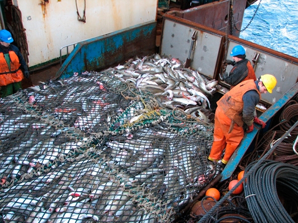 Итоги совещания на Сахалине: Росрыболовство оптимизирует поставку рыбы с Дальнего Востока