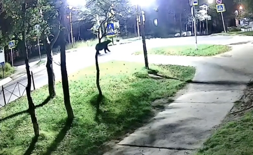 В Охе ночью заметили медведя на улице Дзержинского