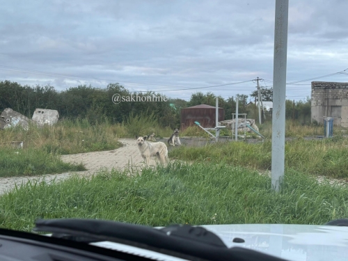 В Охе жители пожаловались на стаи бездомных собак — прокуратура организовала проверку