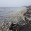 "Эковахта Сахалина": масштабы гибели сельди в заливе Пильтун огромны 2