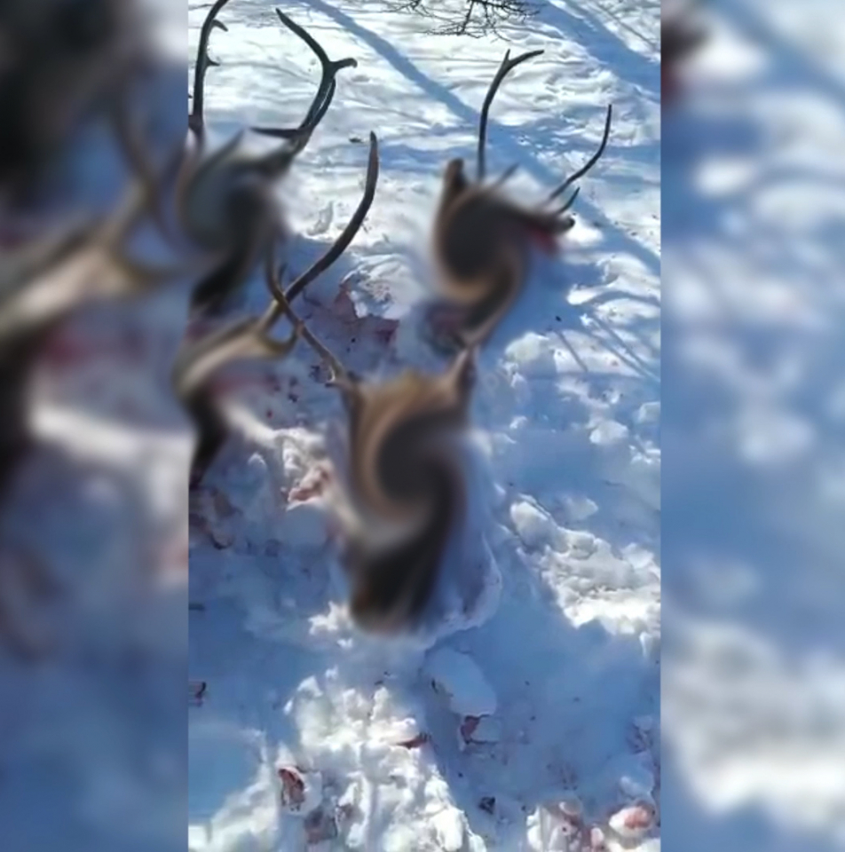В Охинском районе браконьеры выбили стадо краснокнижных оленей с беременными самками (ОБНОВЛЕНО)