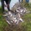 На прошлой неделе в Охинском районе ловили браконьеров на двух реках 1
