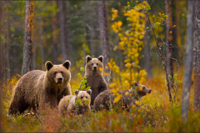 Охота на бурого медведя будет осуществляться с 1 сентября на Сахалине