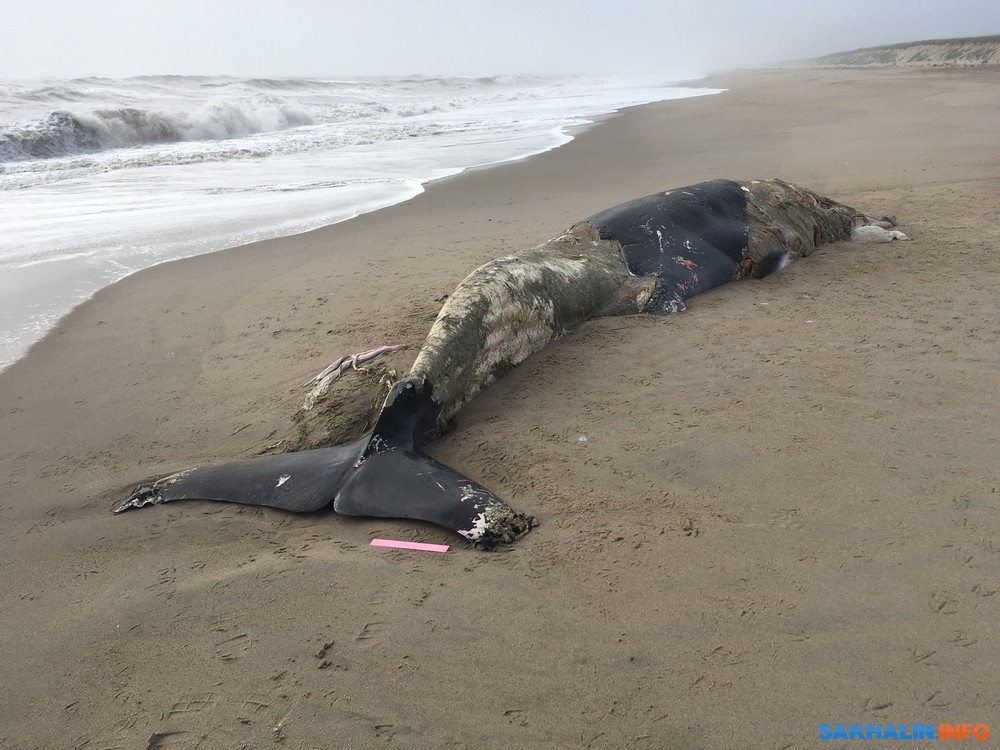 В Охинском районе на берег выбросило морское млекопитающее