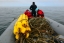 Сахалинские волонтеры обнаружили остатки ставных неводов в месте кормления серых китов на севере острова 5