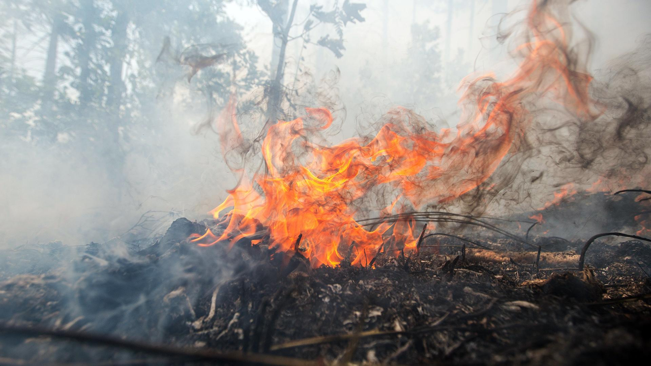 В Охинском районе прогнозируется высокая пожарная опасность лесов