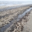 "Эковахта Сахалина": масштабы гибели сельди в заливе Пильтун огромны 3