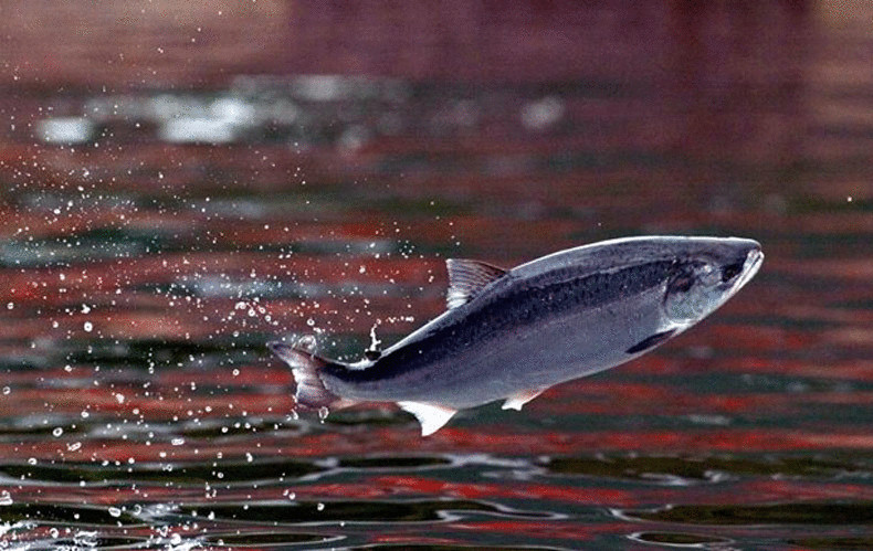 Добывающие предприятия Охинского района выловили 616 тонн тихоокеанского лосося