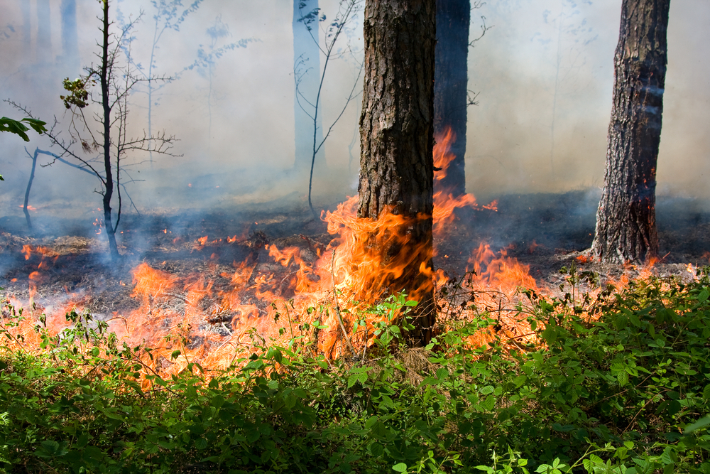 В Охинском и Ногликском районах снова прогнозируют лесные пожары