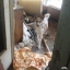 Конфликт вокруг запертой в квартире собаки разгорелся в Охе 11