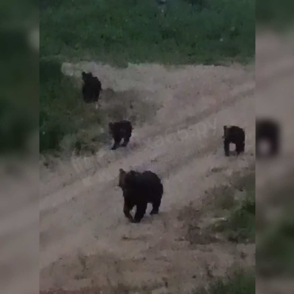 Опасное соседство: жители Тунгора регулярно наблюдают медведей в черте села