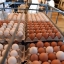 Новые птицеводческие мощности на Сахалине полностью закроют потребности островитян в яйце 2