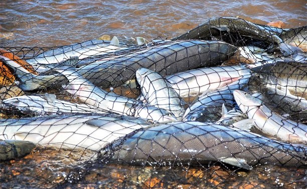 «Путина-2017» поставила рекорд по выявлению «рыбных» браконьеров в Охинском районе