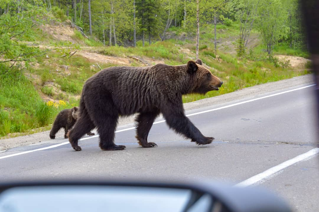 В Охинском районе с начала года отстрелили семь медведей