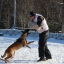 Питомцы охинских собаководов осваивают азы защитно-караульной службы 2