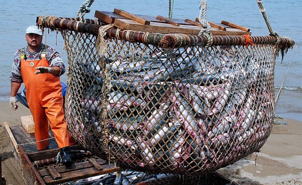 Сахалинские рыбопромышленники готовы к взаимодействию с представителями КМНС на время лососевой путины