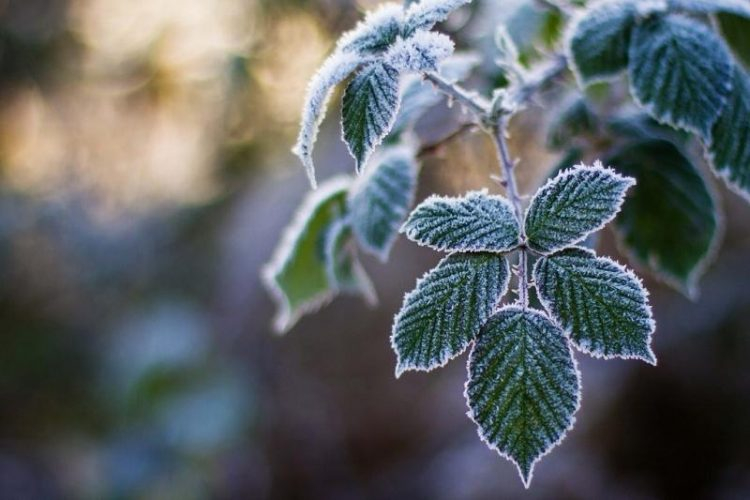 На следующей неделе сахалинские метеорологи прогнозируют первые заморозки