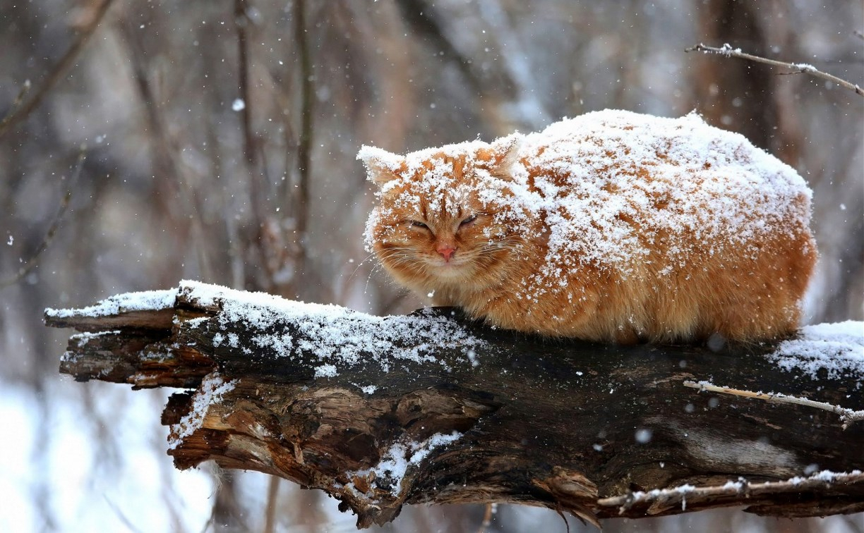 В предстоящие выходные на севере Сахалина ожидается временами снег