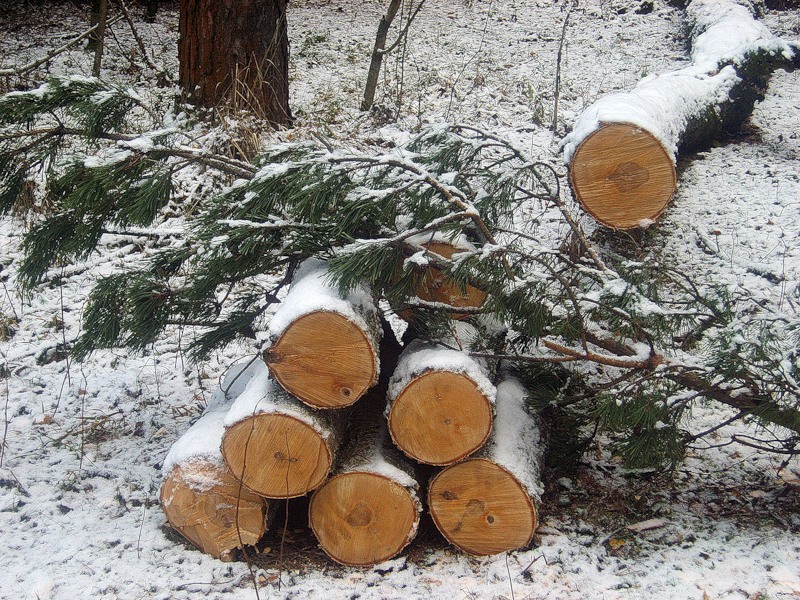 Факты самовольной рубки деревьев установили сотрудники минлесхоза на севере Сахалина