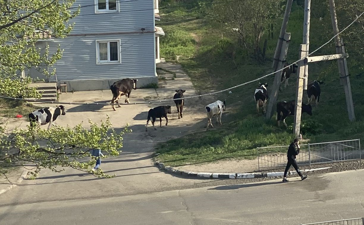 Сезон открыт: Коровы вышли на улицы Охи