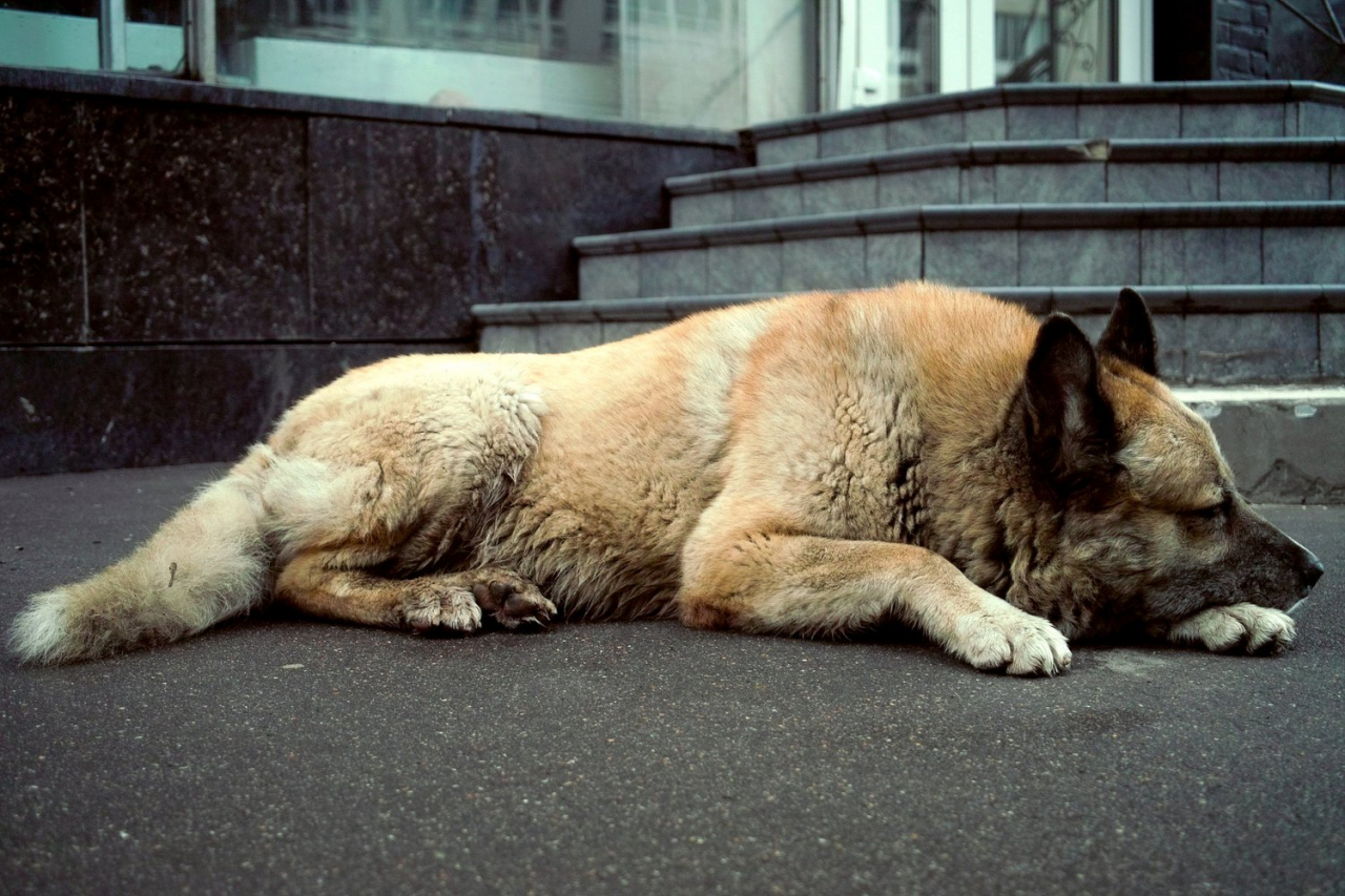 Лимаренко назвал неудовлетворительной работу глав районов с проблемой бездомных собак