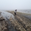 "Эковахта Сахалина": масштабы гибели сельди в заливе Пильтун огромны 0