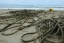 Сахалинские волонтеры обнаружили остатки ставных неводов в месте кормления серых китов на севере острова 2
