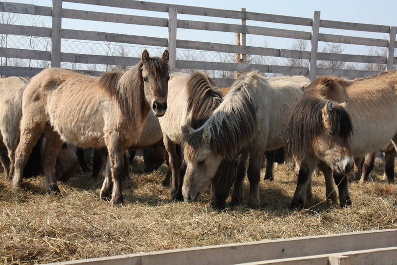 На Сахалине займутся разведением якутских лошадей