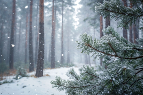 Новый год - не повод уничтожать лес: охинцев предупреждают о штрафах