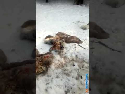 Природоохранной прокуратурой организована проверка обстоятельств массового убийства оленей на полуострове Шмидта