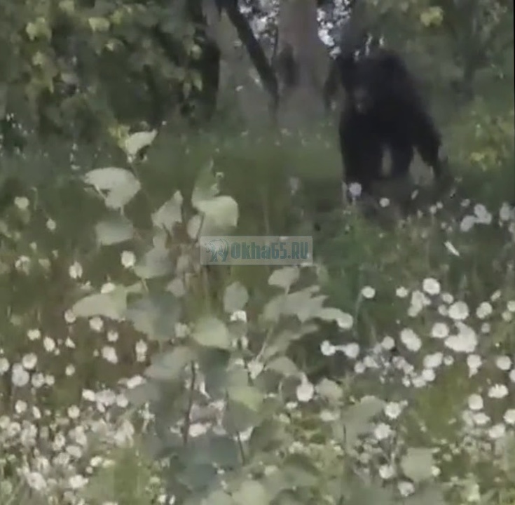 Медведь гуляет в районах Дамира и 24 участка (ВИДЕО)