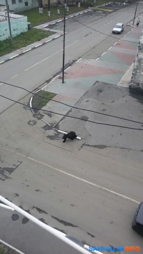 В Макарове застрелили медведя, разгуливавшего по улицам города