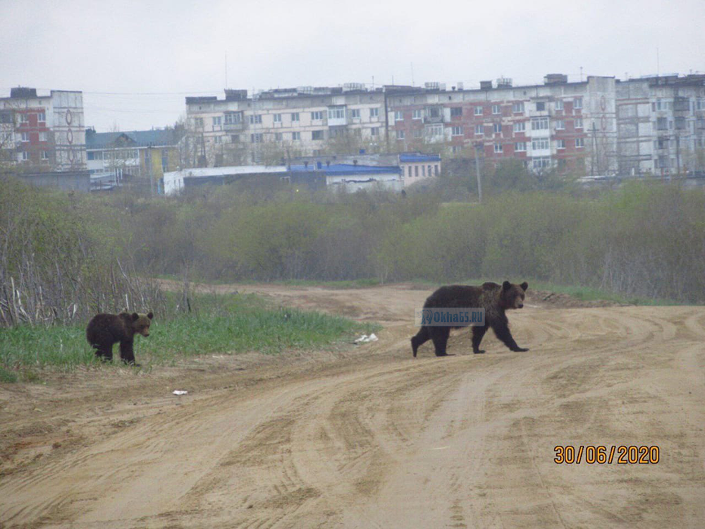 В Охе рядом с домами гуляли медведи. Лесничие их ликвидировали