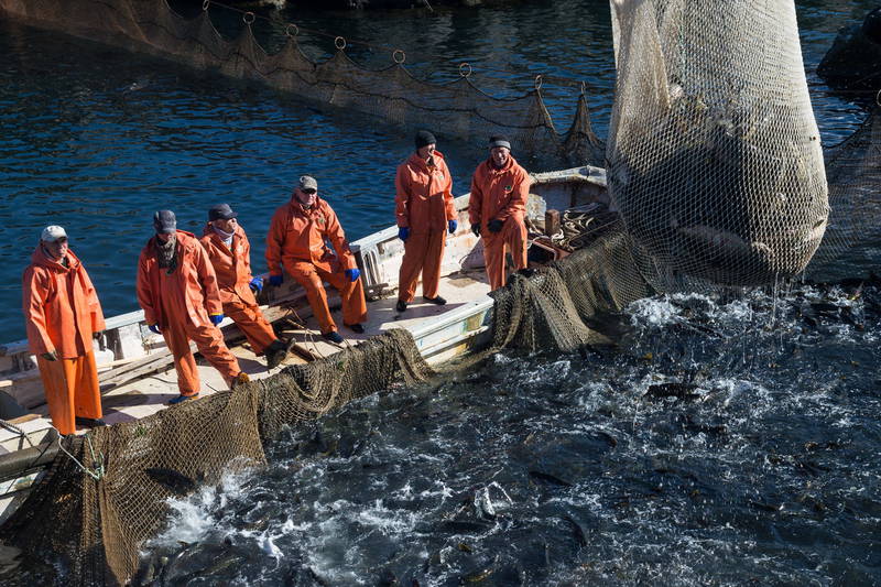 Власти Сахалина высказались за введение жестких мер регулирования промысла тихоокеанских лососей