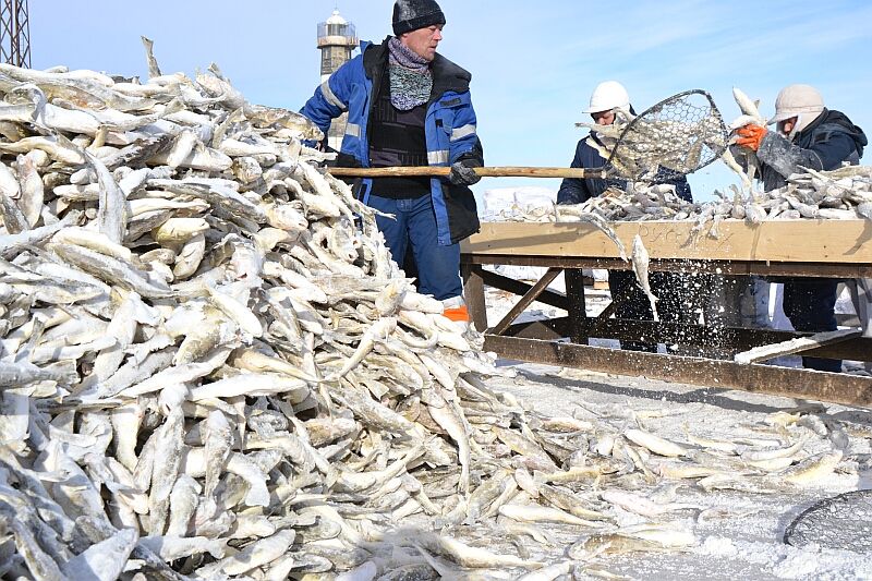 Рыбопромышленники Ногликского района не могут приступить к промыслу наваги